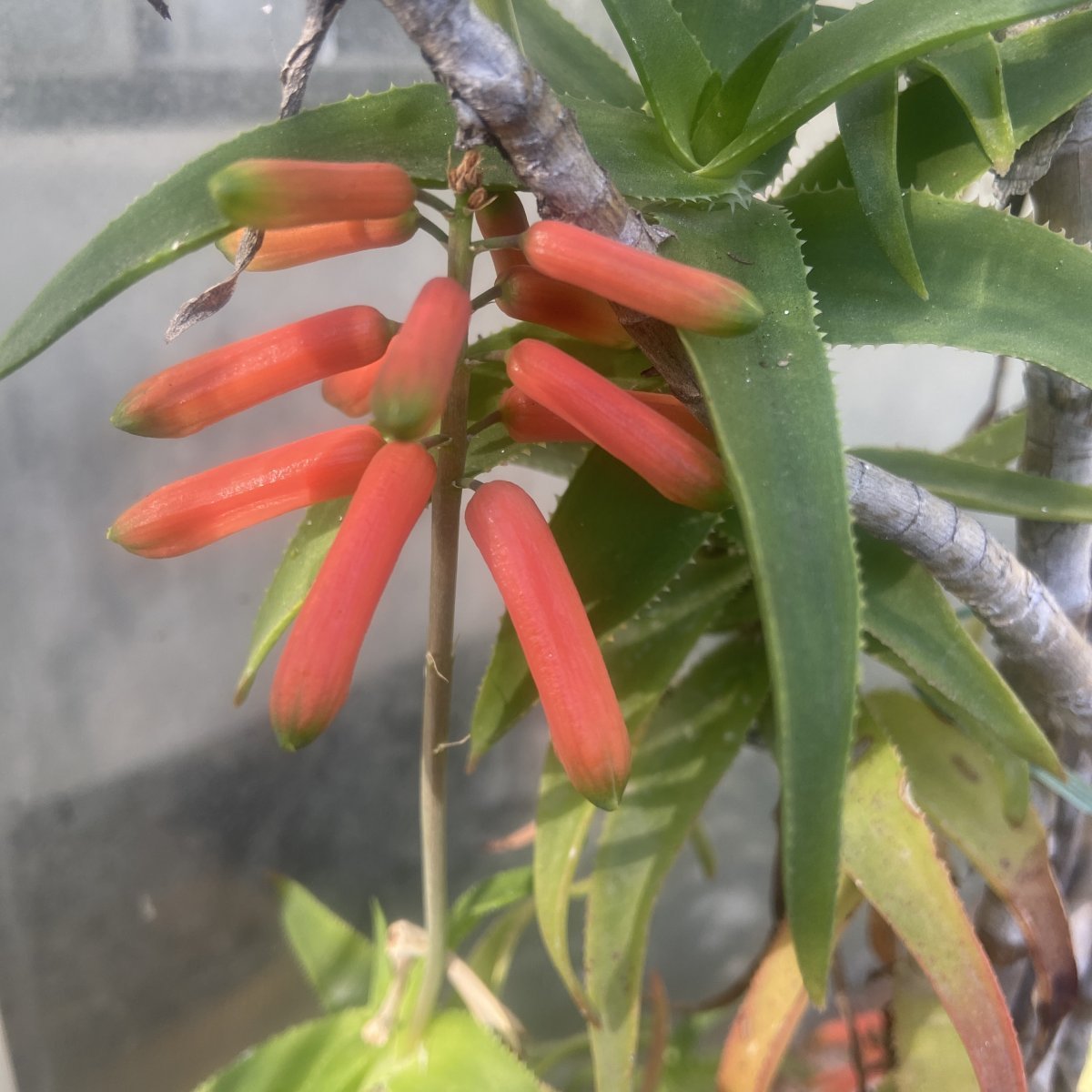 Succulenta - ALOE ciliaris in vendita