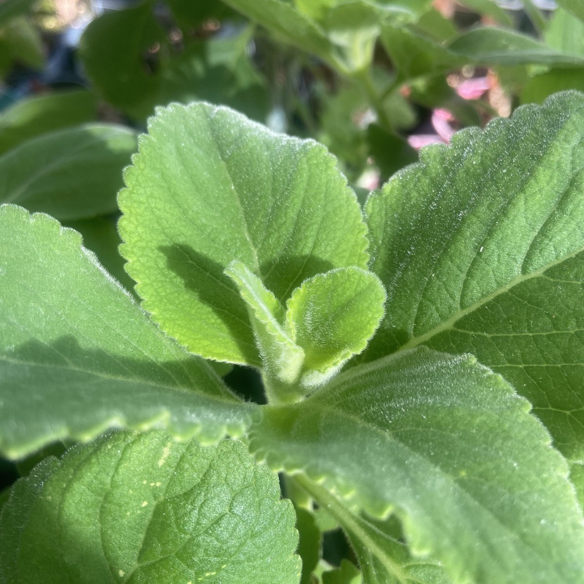 Arbusto - PLECTRANTHUS barbatus