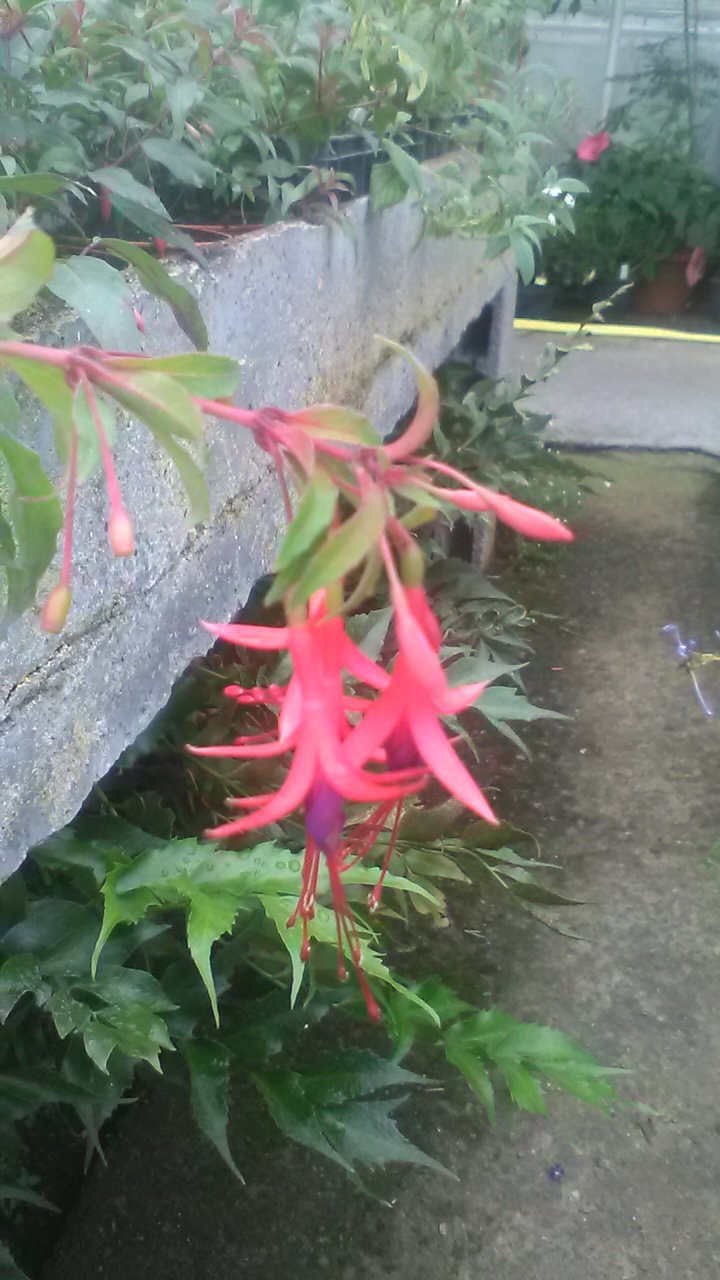 Arbusto - FUCHSIA regia in vendita