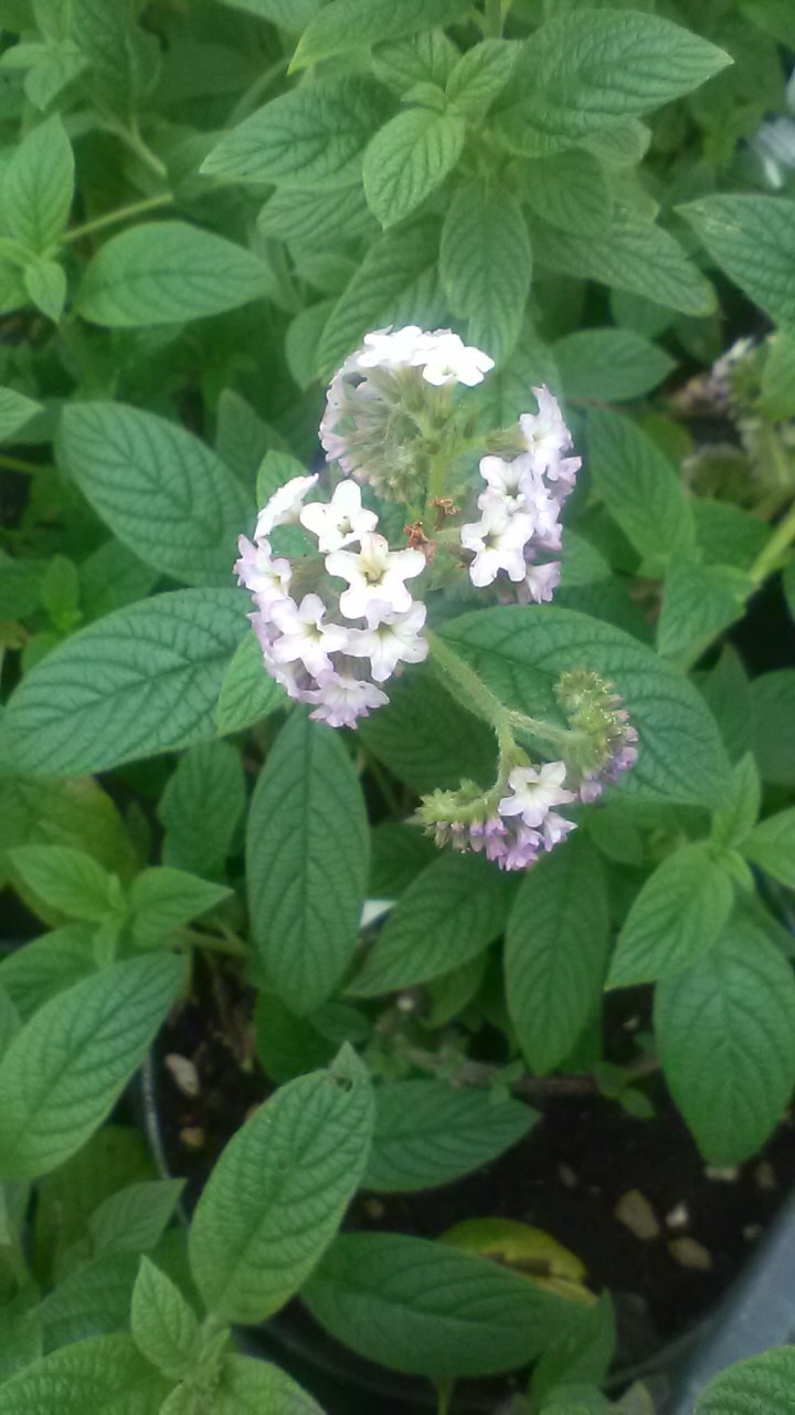 Arbusto - HELIOTROPIUM arborescens  sin. H. peruvianum in vendita
