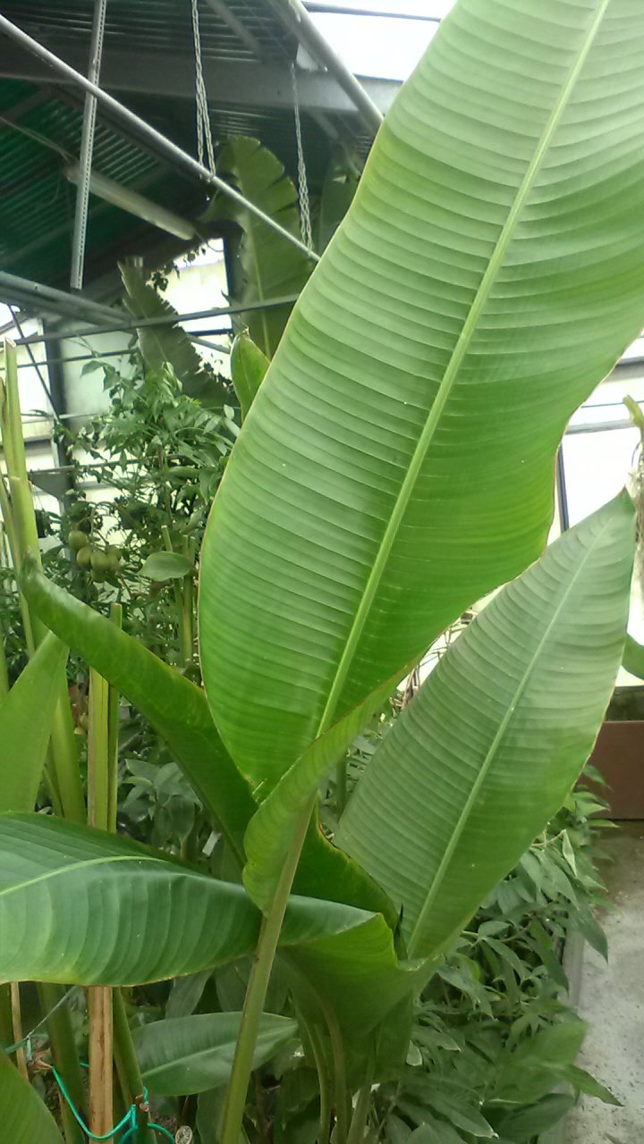 Erbacea - HELICONIA rostrata
