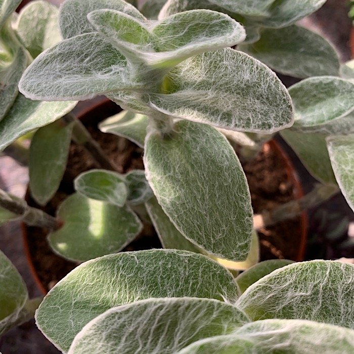 Erbacea - TRADESCANTIA sillamontana