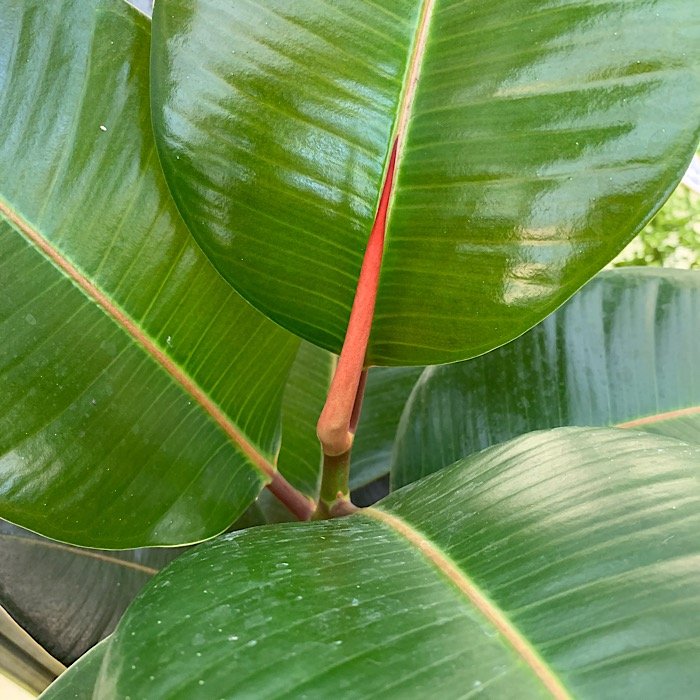 Arbusto - FICUS elastica