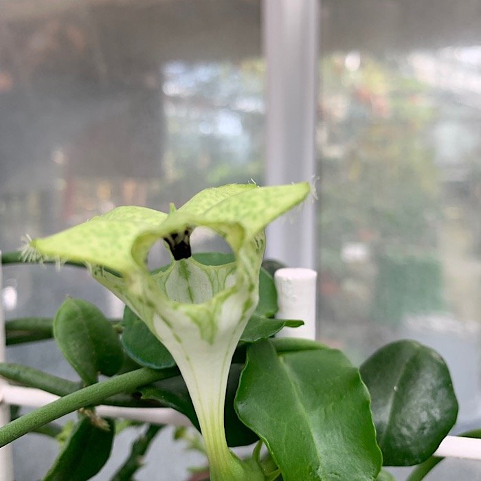 Erbacea - CEROPEGIA sandersonii