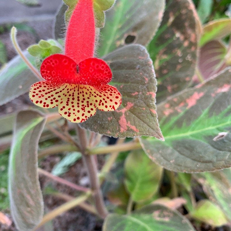Erbacea - KOHLERIA bogotensis in vendita