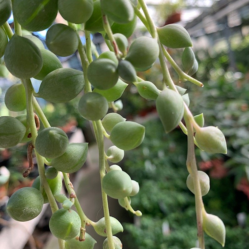 Succulenta - SENECIO rowleyanus          in vendita
