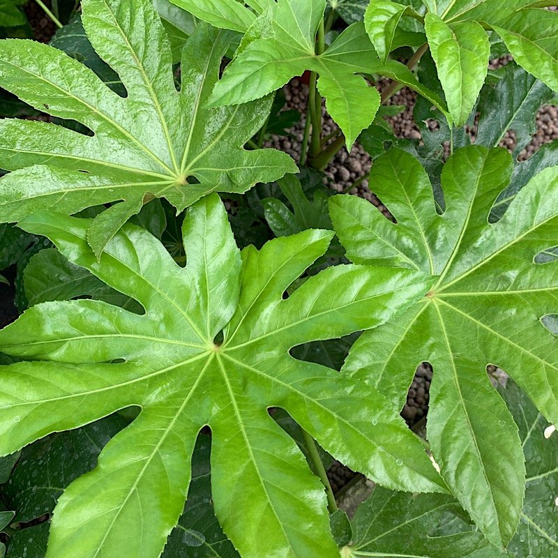 Arbusto - FATSIA japonica sin. ARALIA in vendita