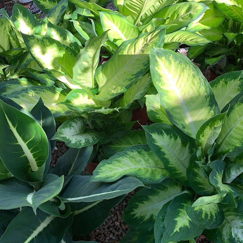 Erbacea - DIEFFENBACHIA sp.