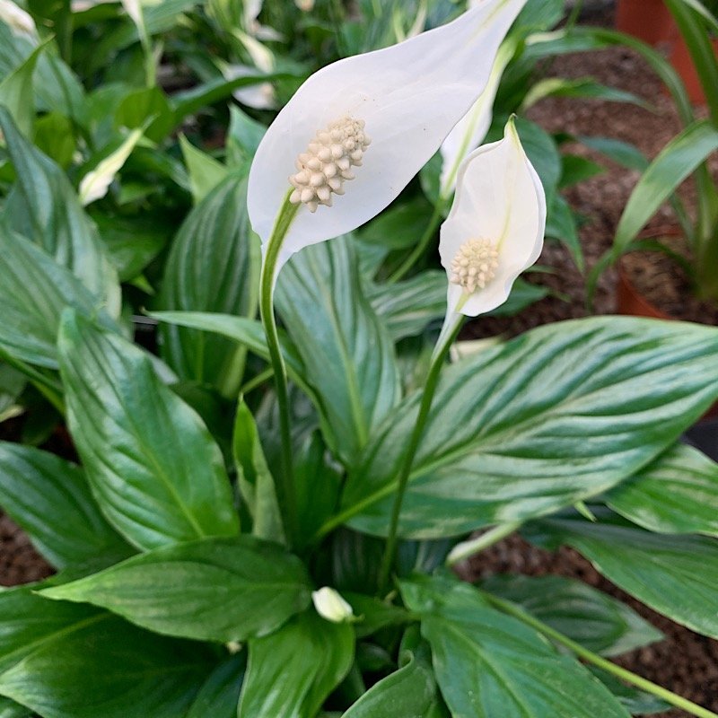 Erbacea - SPATHIPHYLLUM hybrid in vendita