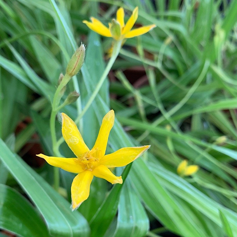 Erbacea - HYPOXIS hirsuta    in vendita