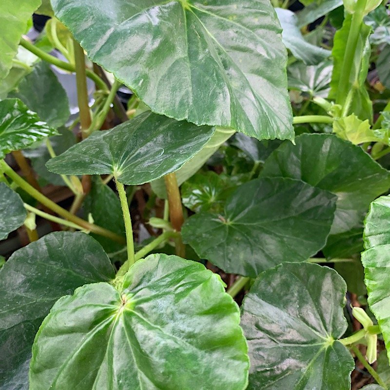 Erbacea - BEGONIA suaveolens in vendita