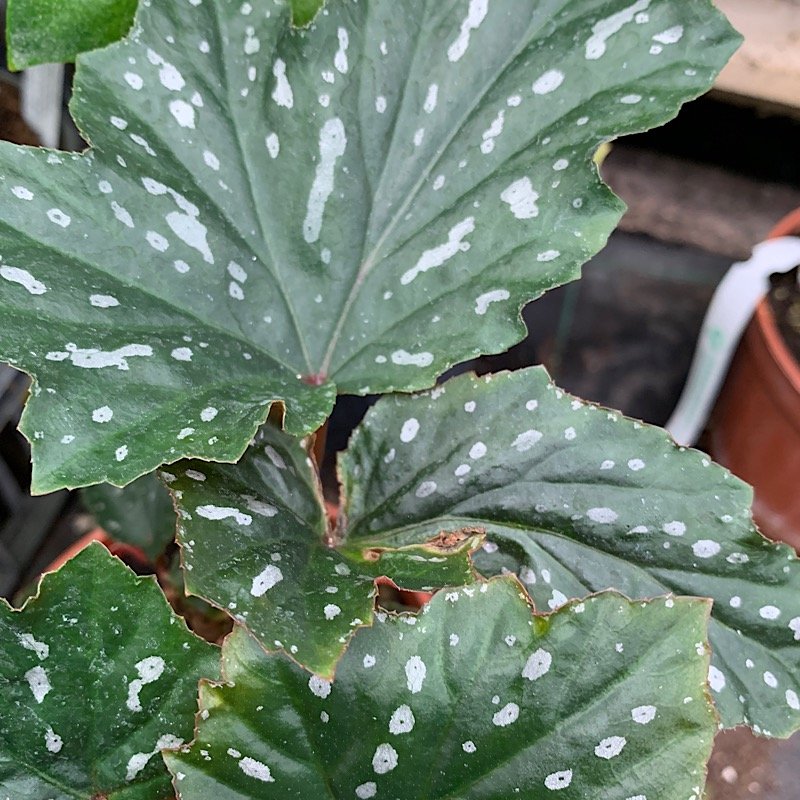 Erbacea - BEGONIA Sophie Cecilie in vendita