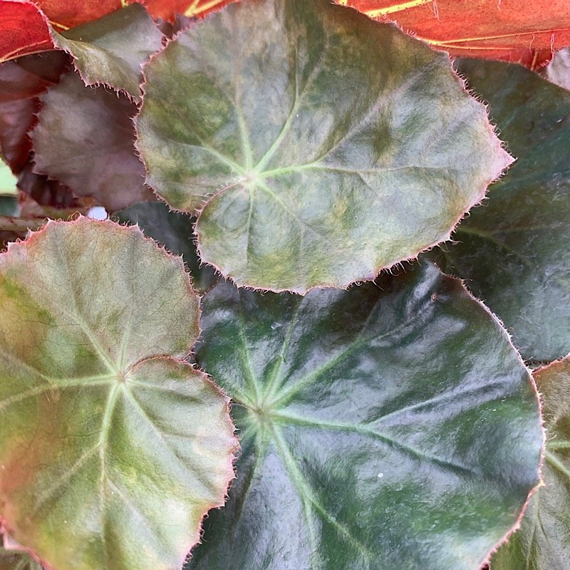Erbacea - BEGONIA erythrophylla BEEFSTEAK  