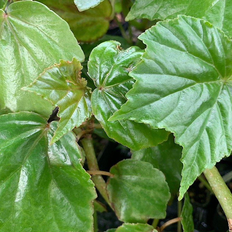 Erbacea - BEGONIA Ferdinand La Porte in vendita