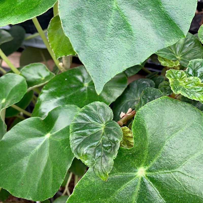 Erbacea - BEGONIA kellermanii in vendita