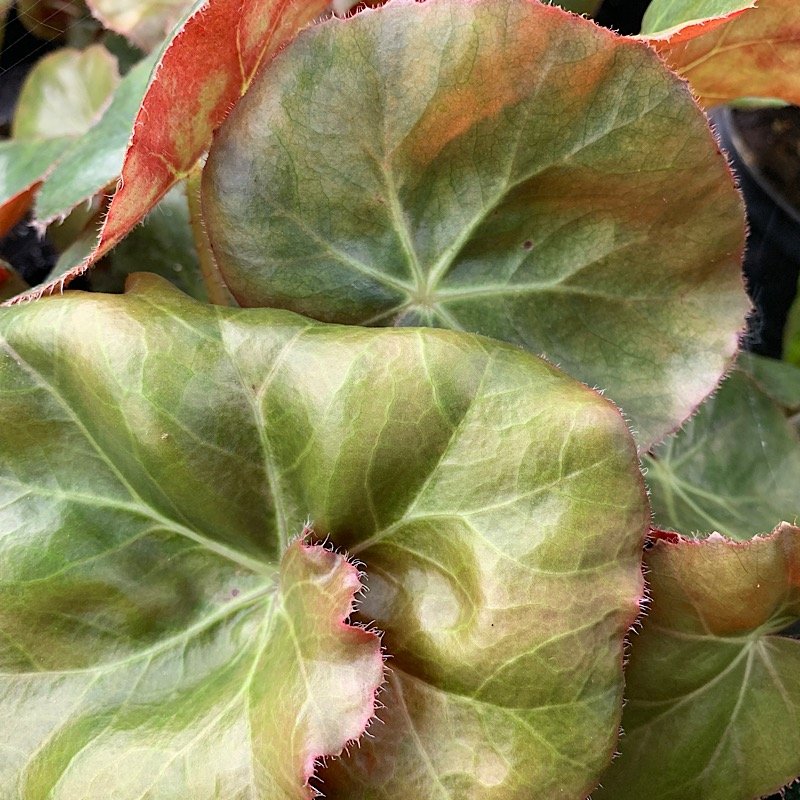 Erbacea - BEGONIA erythrophylla Helix   in vendita