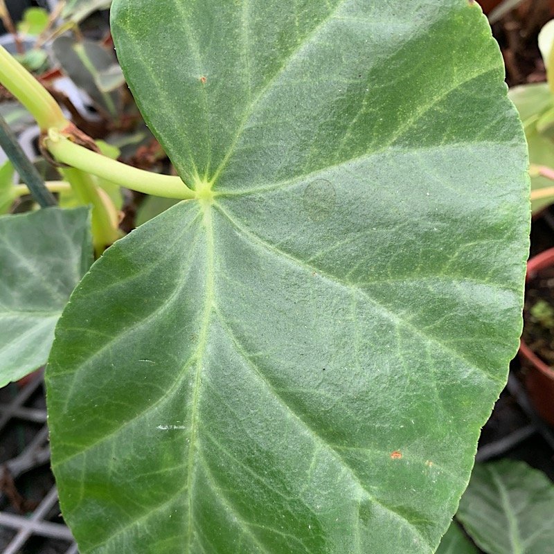 Arbusto - BEGONIA angularis in vendita