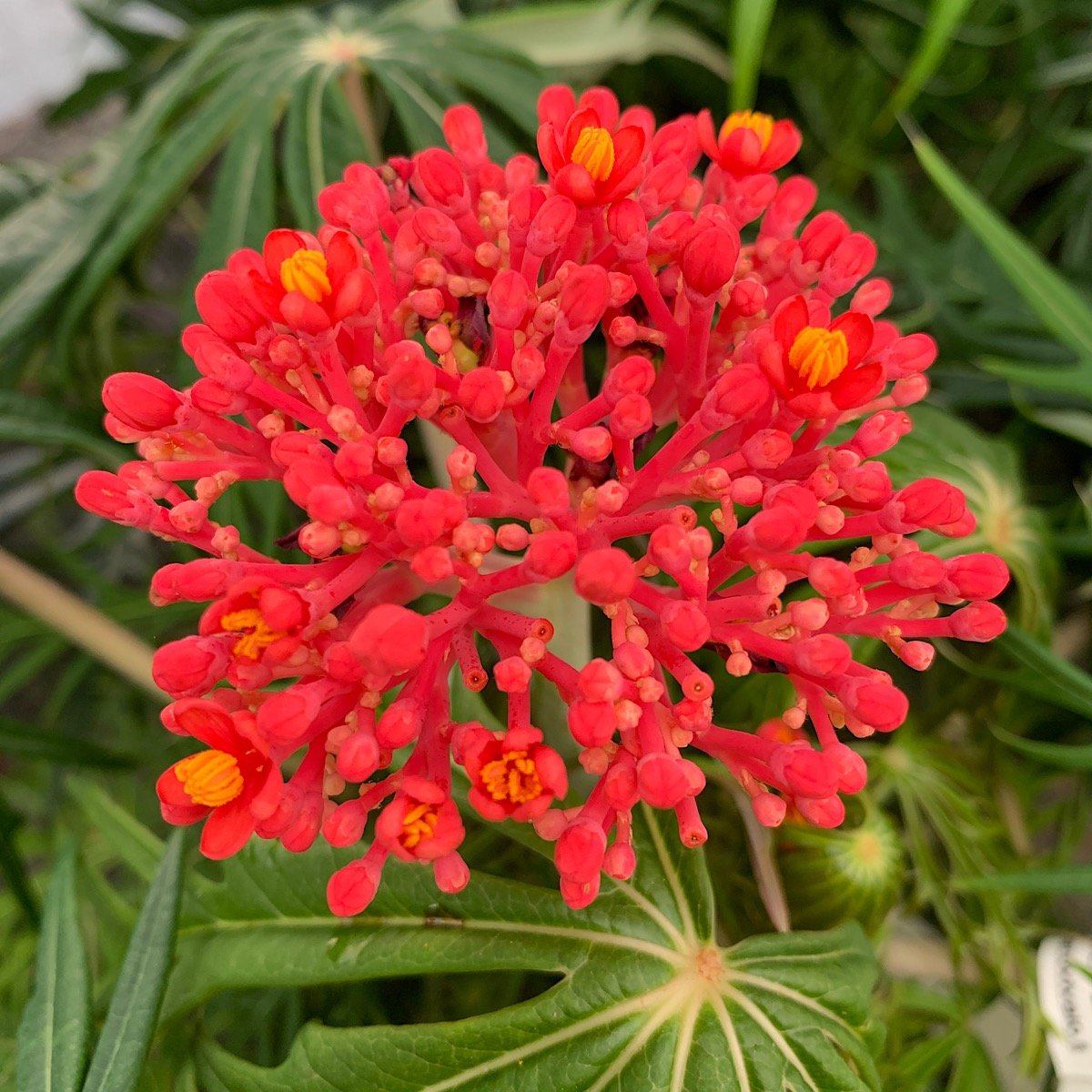 Arbusto - JATROPHA multifida