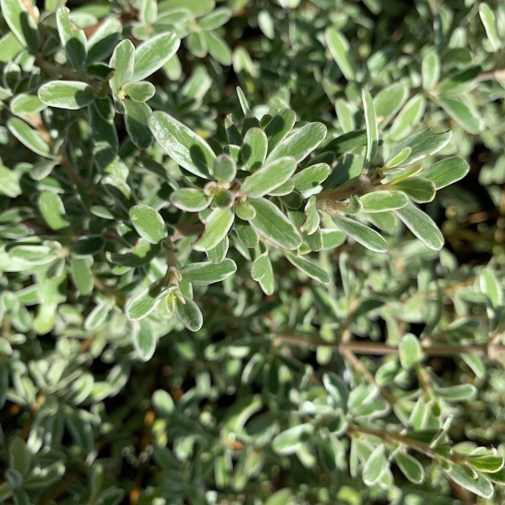  - COPROSMA kirkii Variegata in vendita