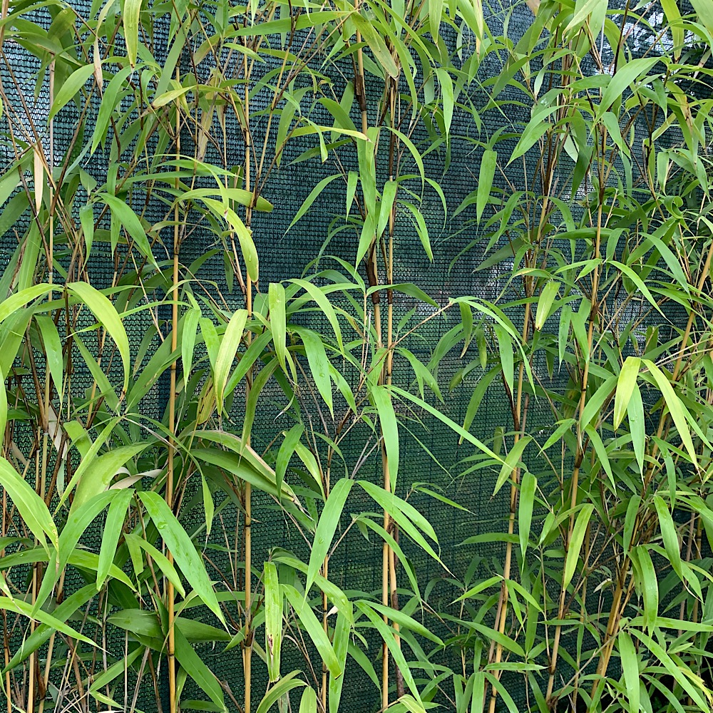 Bambù