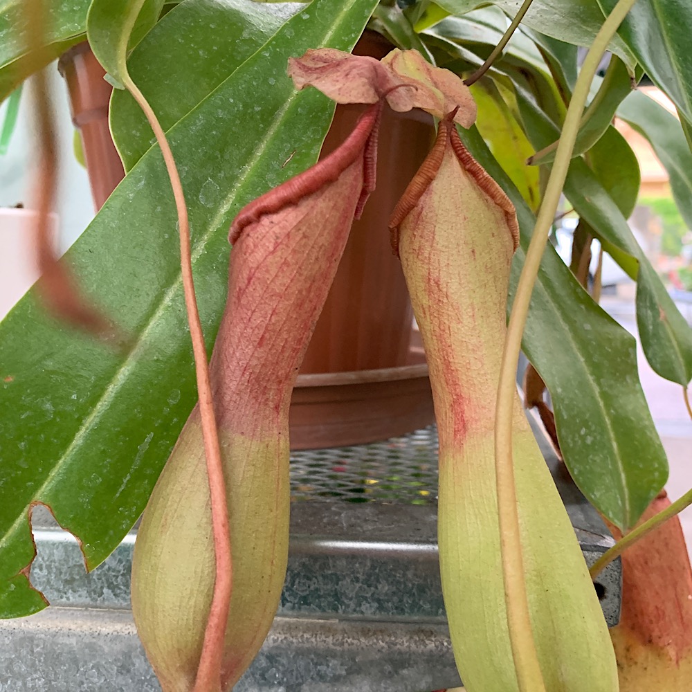 Piante carnivore