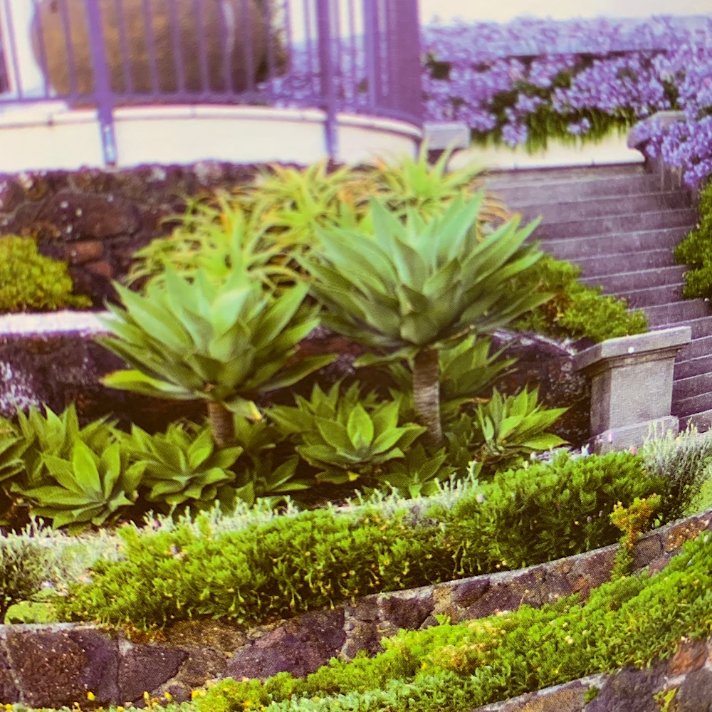 Piante succulente
