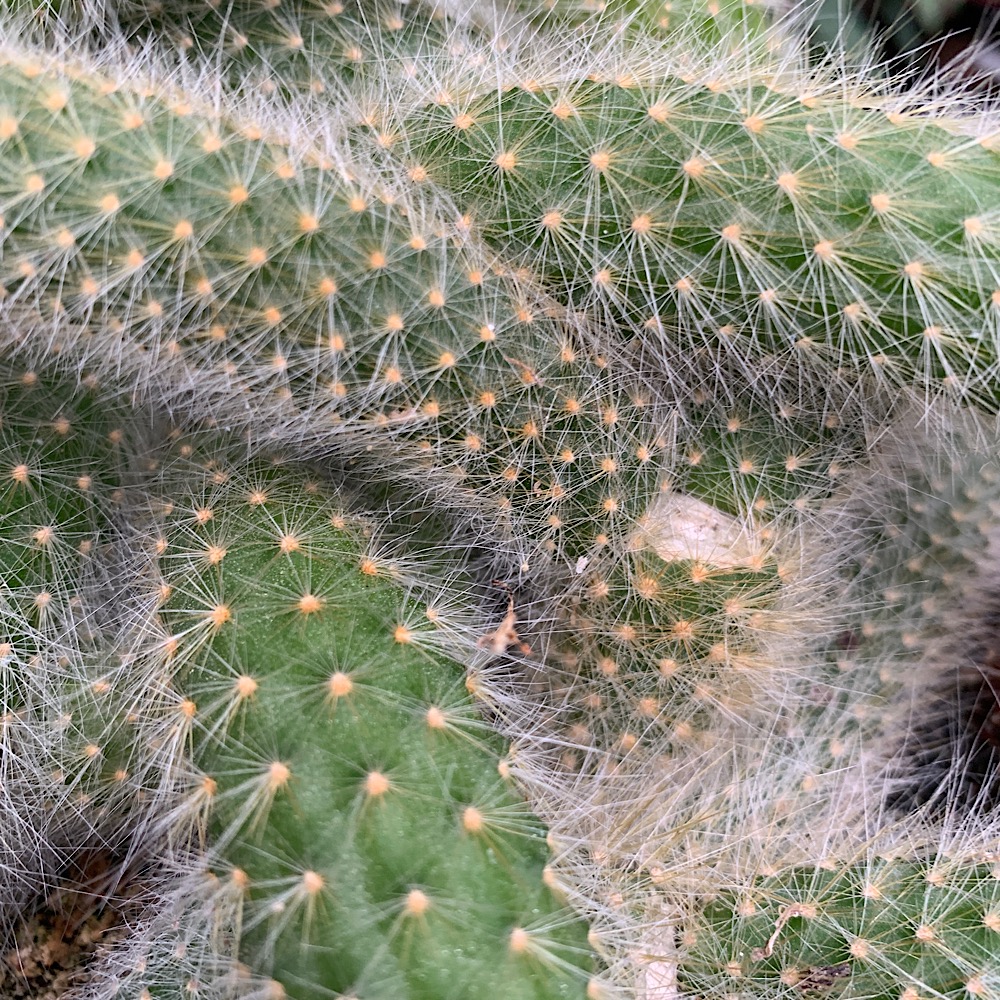 Cactacee