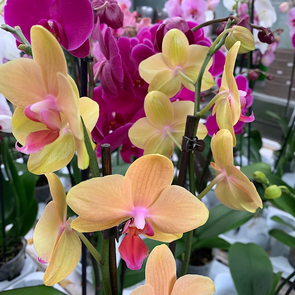 Orchidee