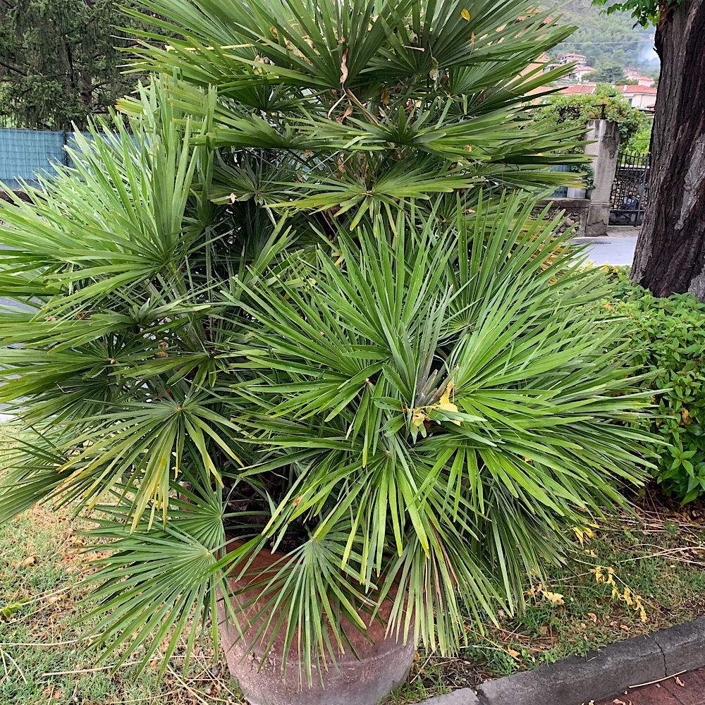 Palme