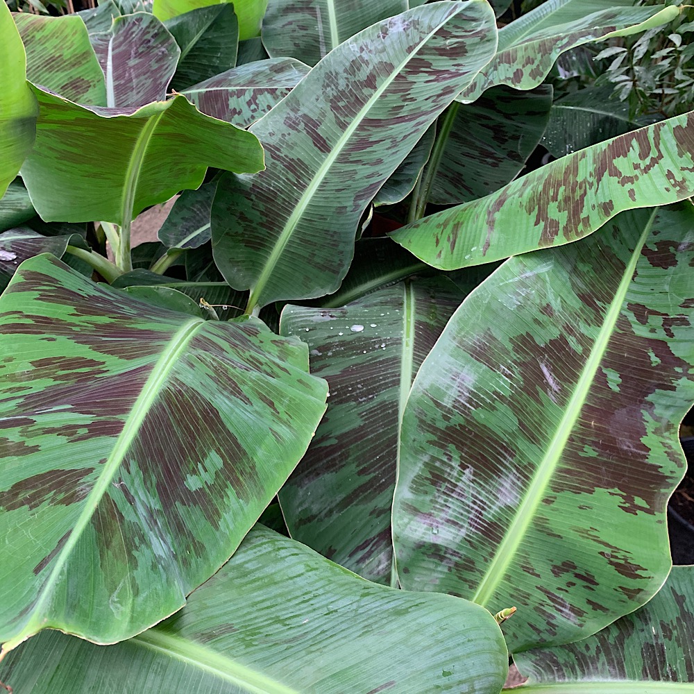 Banani
