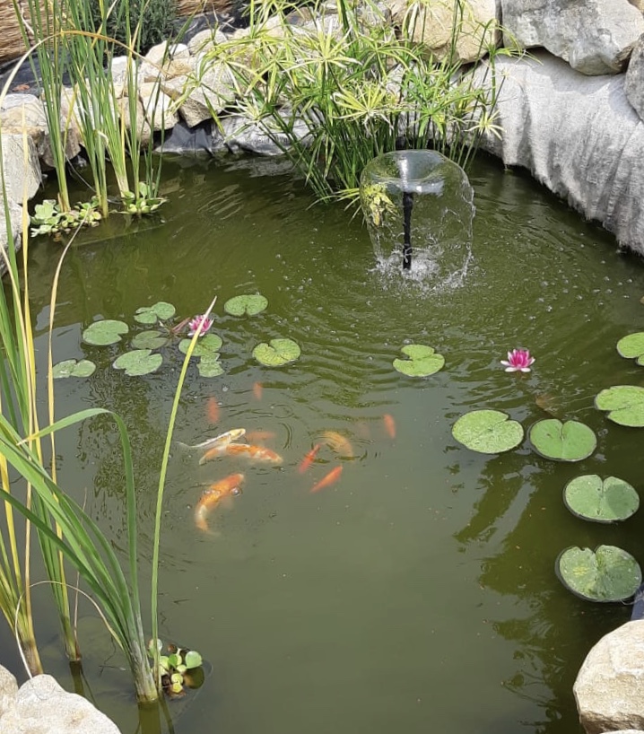 Piante acquatiche