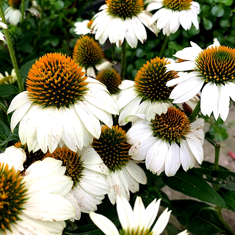 Fioriture.