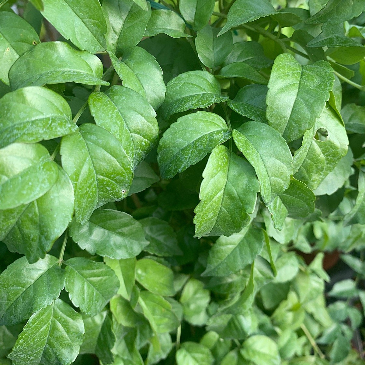 Rampicante - PODRANEA ricasoliana Contessa Sara                in vendita