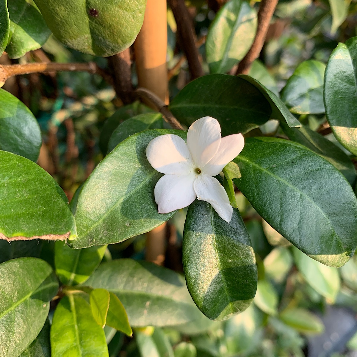 Piante profumate