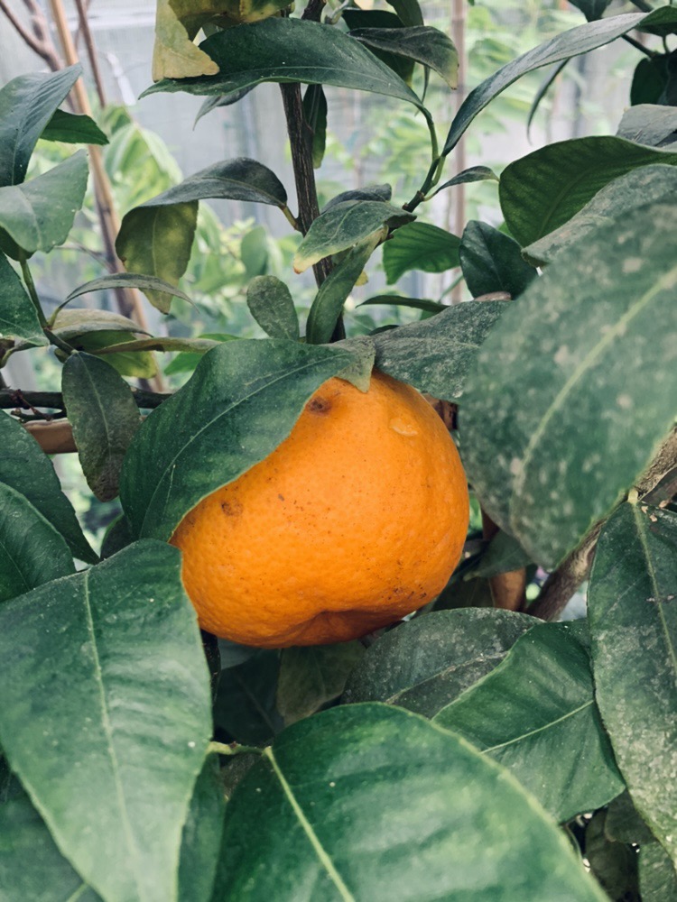 Piante da frutto
