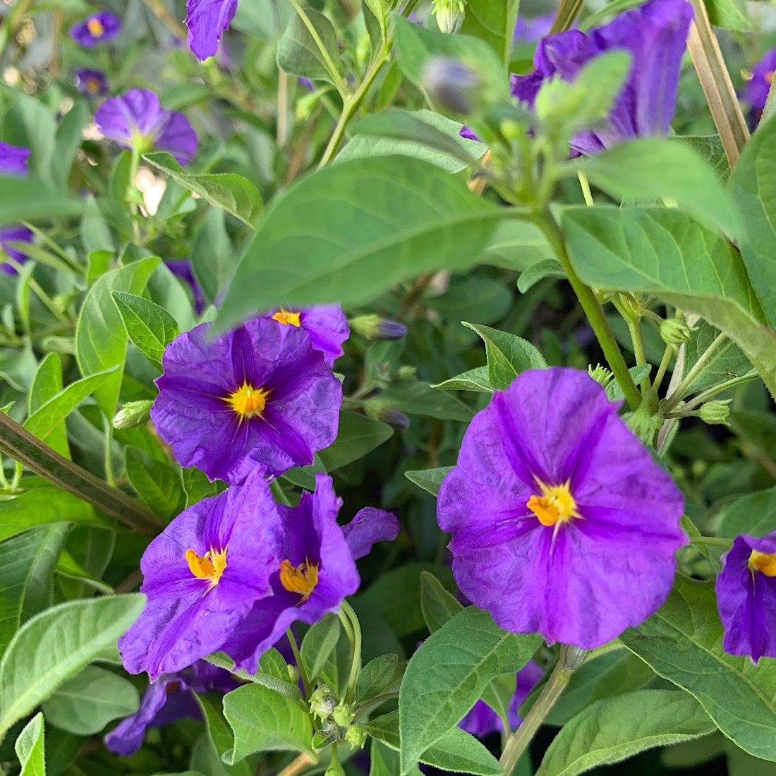 solanum