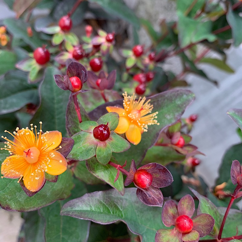 Frutti ornamentali