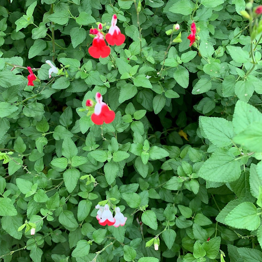 Arbusto - SALVIA microphylla Hot Lips in vendita