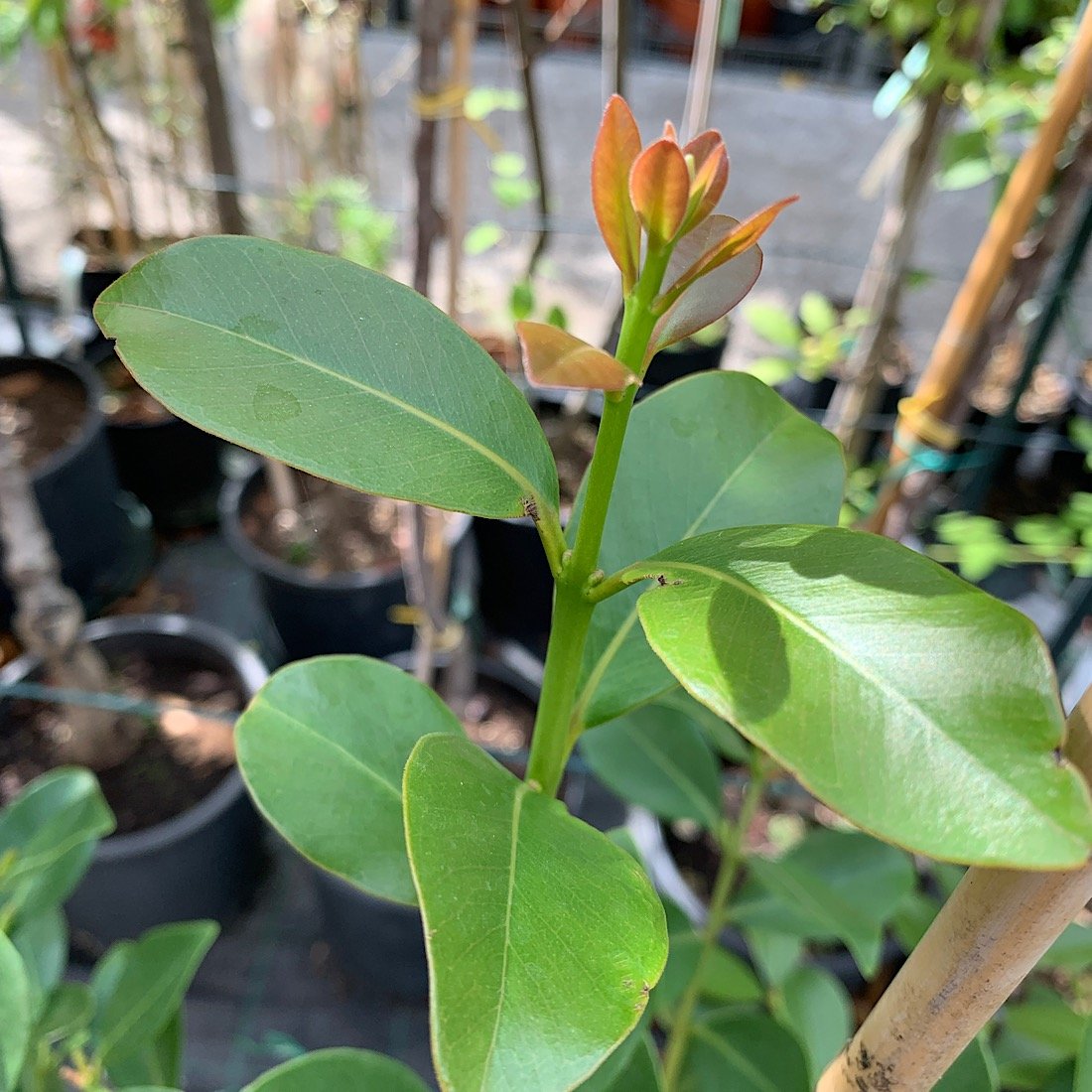 Arbusto - PSIDIUM cattleianum Lucidum