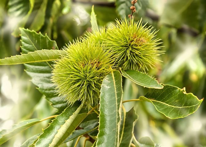 Albero o Alberello - CASTANEA sativa Precoce di Migoule CASTAGNO 2/10 A