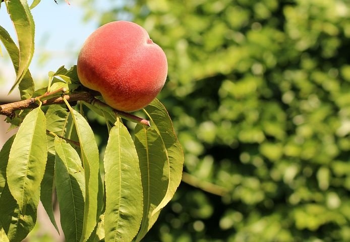 Albero o Alberello - PRUNUS persica Carson PESCO PERCOCA G 20/7 A