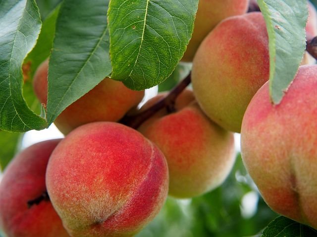Albero o Alberello - PRUNUS persica Fairtime PESCO G 10/9 A