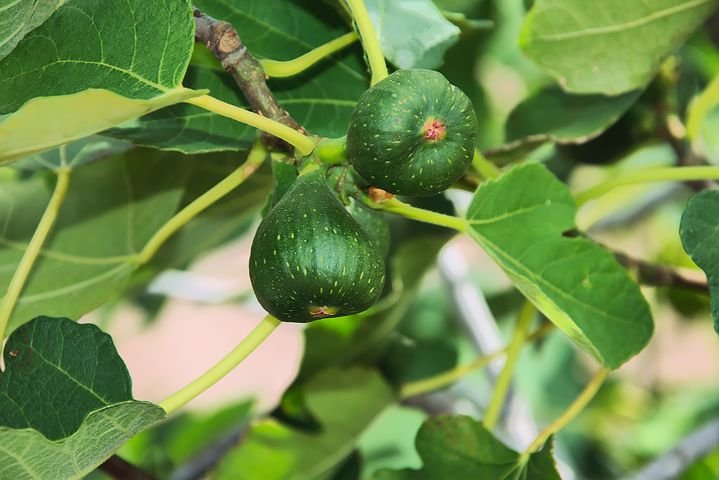 Albero o Alberello - FICUS carica Columbro Nero FICO B 30/8 A