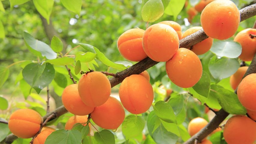 Albero o Alberello - PRUNUS armeniaca Pisana ALBICOCCO 20/7 A