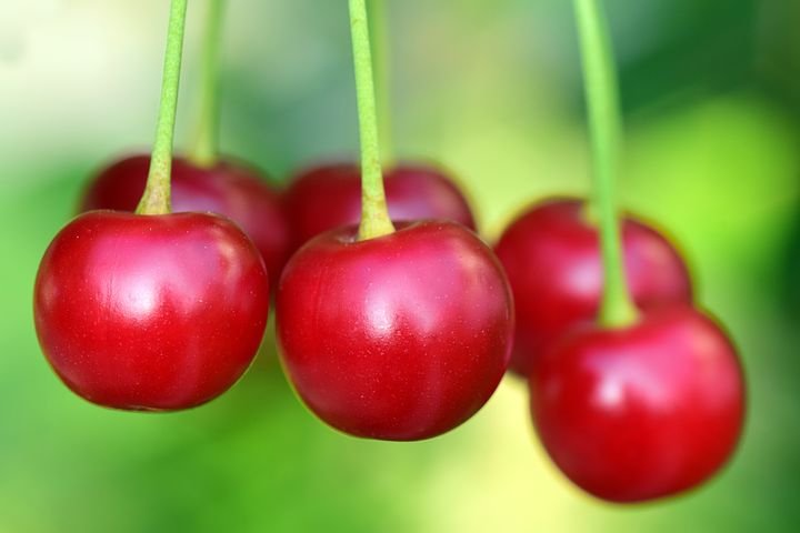 Albero o Alberello - PRUNUS cerasus Griote AMARENA 1/6 A
