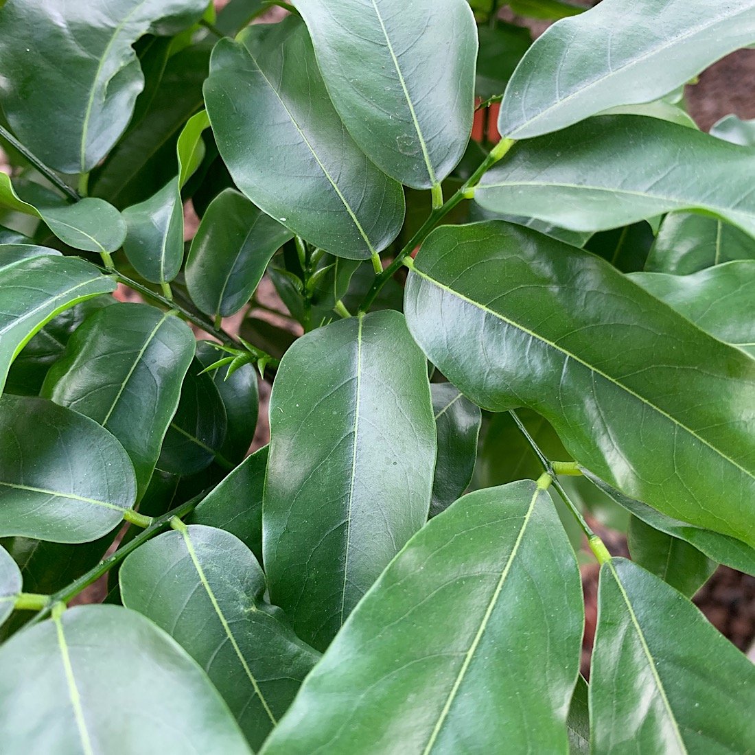 Albero o Alberello - CASTANOSPERMUM australe