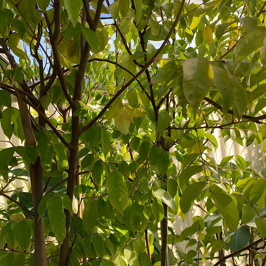 Albero o Alberello - AVERRHOA carambola FRUTTO STELLA