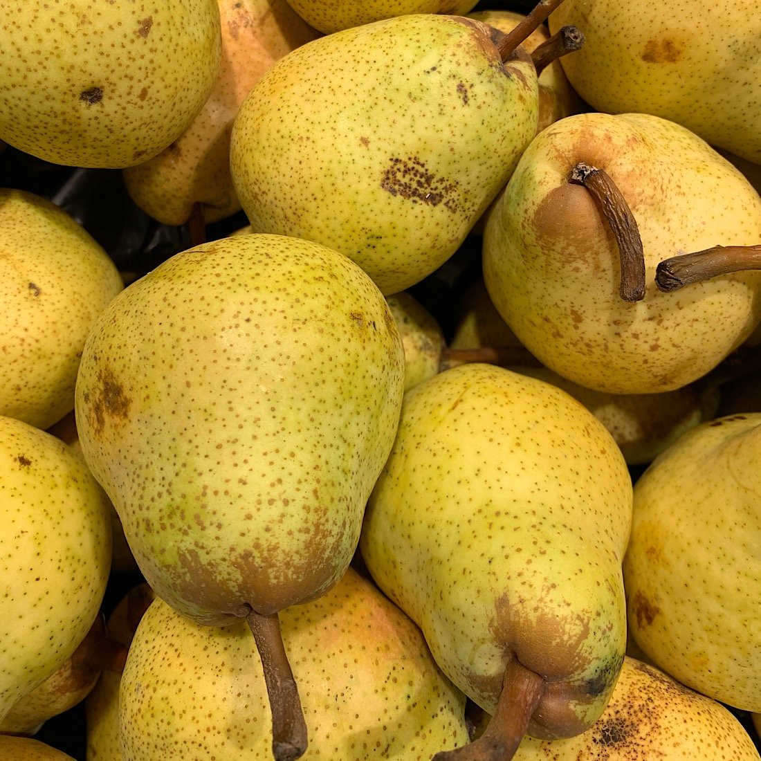 Albero o Alberello - PYRUS communis William PERO 10/8