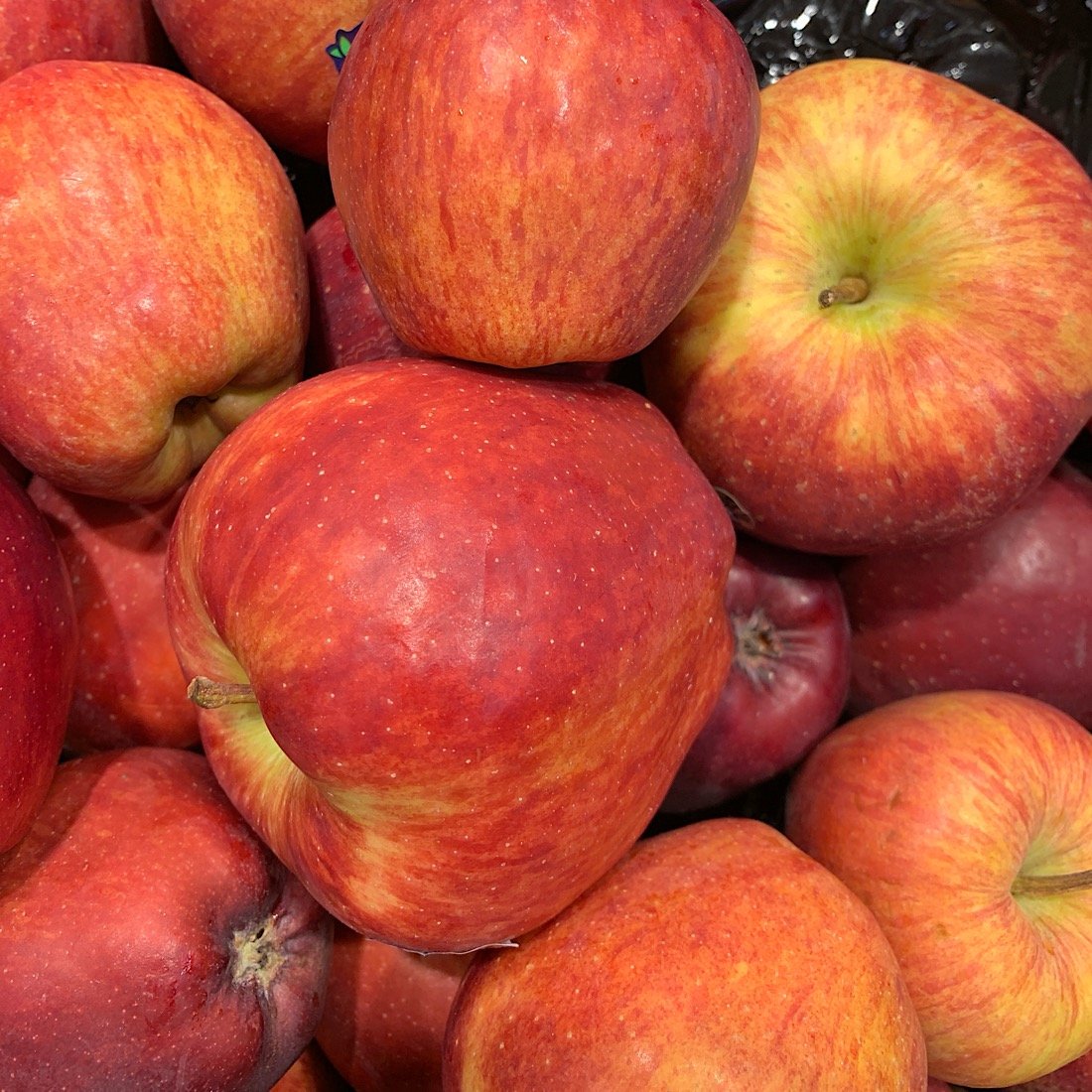Albero o Alberello - MALUS communis Abbondanza Rossa MELO 20/9 A