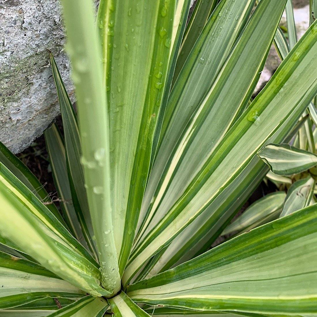 Arbusto - YUCCA elephantipes Variegata in vendita